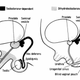 Illustration for article titled Why Some Boys in the Dominican Republic Dont Grow Penises Until Puberty